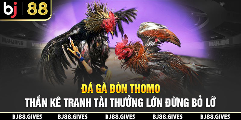 Đá Gà Đòn Thomo – Thần Kê Tranh Tài Thưởng Lớn Đừng Bỏ Lỡ