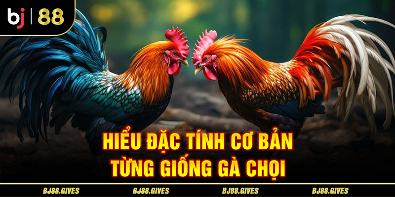 Hiểu đặc tính cơ bản từng giống gà chọi